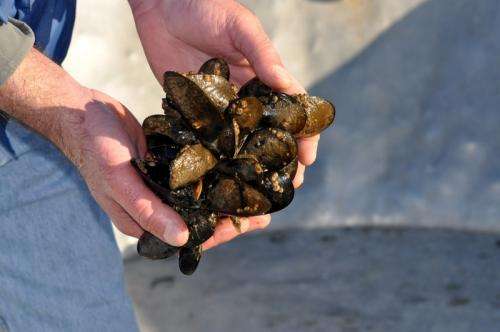 Ocean acidification a culprit in commercial shellfish hatcheries' failures