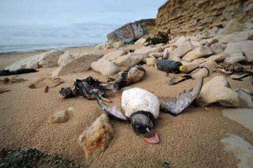 Photo taken on February 10, 2014 shows the bodies of puffins washed up on a beach in Sainte-Marie-de-Re, western France, after h