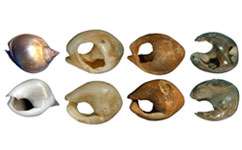 Prehistoric beads were made from British shells