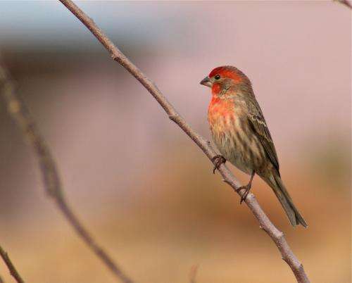 Presence of humans, urban landscapes increase illness in songbirds