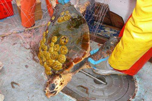 Protecting endangered sea turtles and the local fishing industry