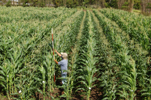 Researchers find corn yields more sensitive to drought, climate change