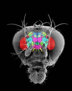 Researchers provide standardized nomenclature for the architecture of insect brains