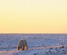 Researchers say polar bears are victims in public war of words