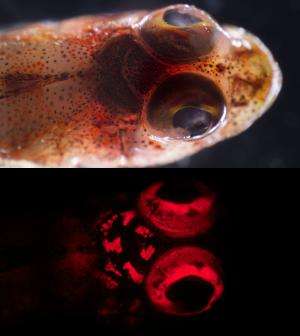 Researchers unveil rich world of fish biofluorescence