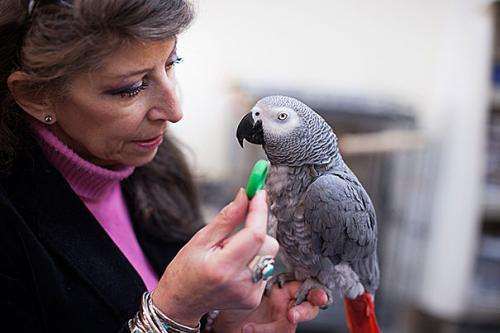 Research shows sharing tendencies in parrots