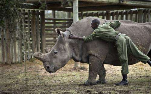Rhino species to die unless science can help