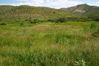 Scientists call for preservation of disappearing grasslands