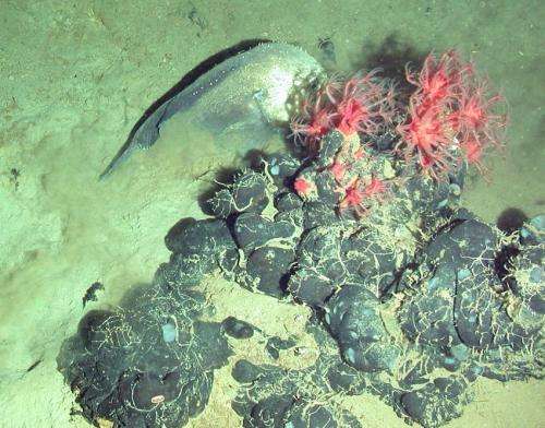Scientists examine mysterious tar mounds in the West African deep ocean