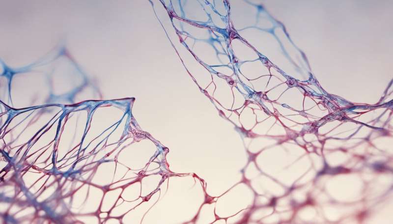 Scientists identify cellular elastic that keeps nerves resilient