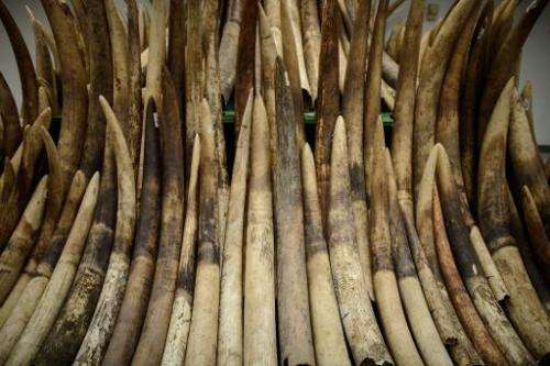 Seized ivory tusks are displayed prior to their destruction by incineration in Hong Kong on May 15, 2014