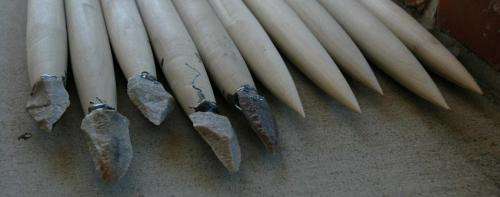 Stone-tipped spears more damaging than sharpened wooden spears