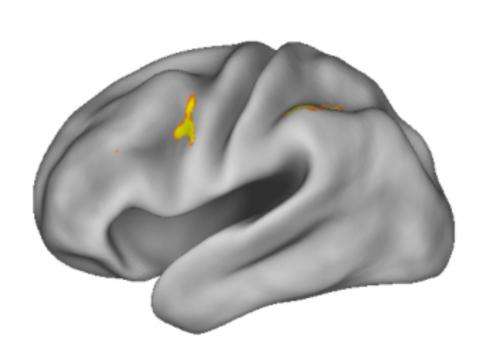 Study reveals workings of working memory