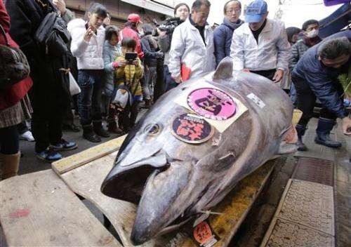Surrogate sushi: Japan biotech for bluefin tuna