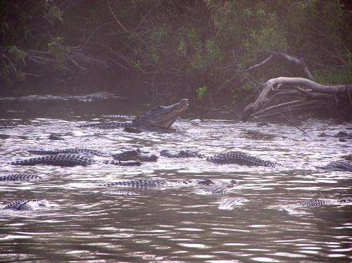 The unknown crocodiles