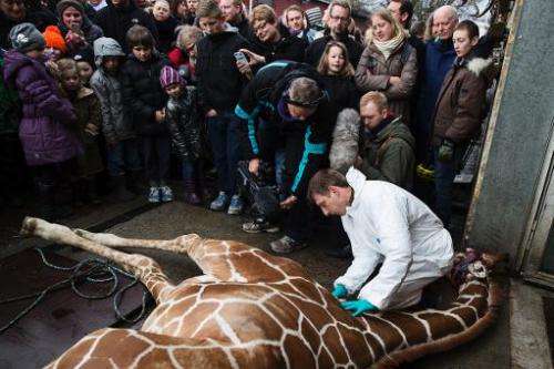 This handout photo released on February 11, 2014 shows a veterinarian making an open to the public autopsy on a giraffe Marius o