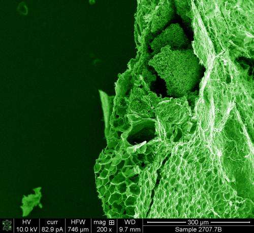Turning biological cells to stone improves cancer and stem cell research