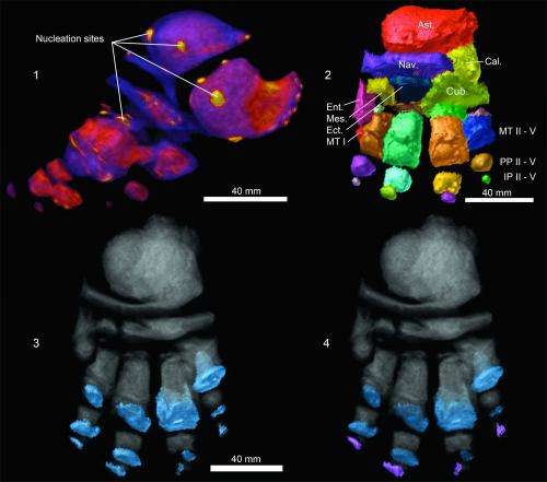 Two CT-scanned Siberian mammoth calves yield trove of insights