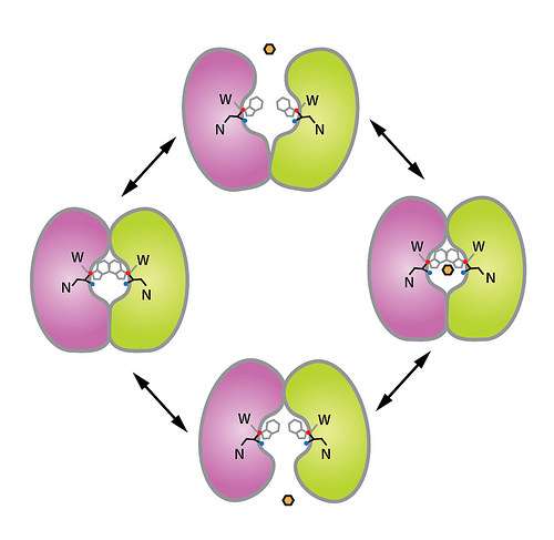 X-rays unlock a protein’s SWEET side