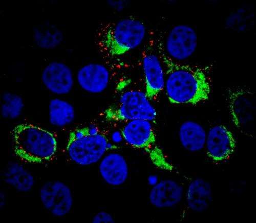 Researchers find a new gene expression mechanism of PRRS virus