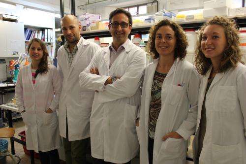 Research team treats brain injuries in mice using bone marrow stem cells and antioxidants