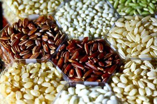 3,000 rice genome sequences made publicly available on World Hunger Day