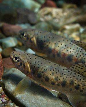Climate change accelerates hybridization between native and invasive species of trout