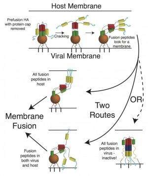 Researchers uncover clues to flu's mechanisms