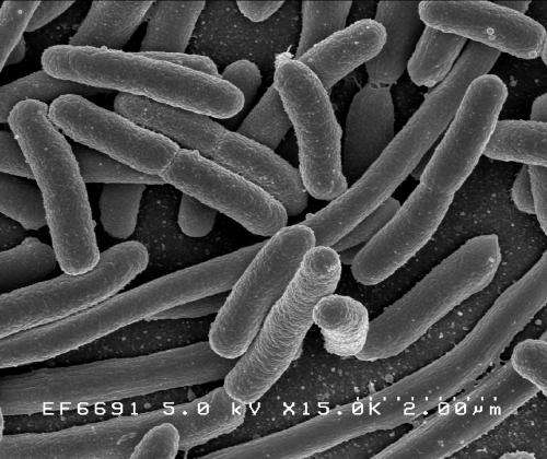 Researchers control adhesion of E. coli bacteria