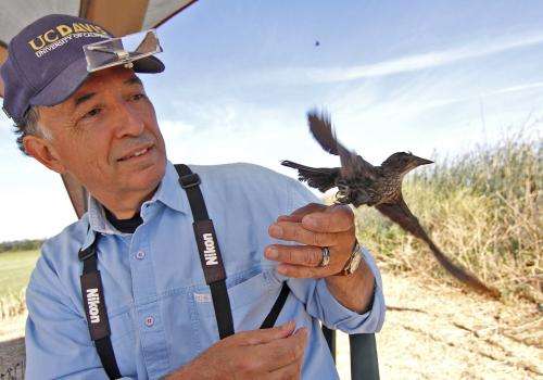Survey says‘California’s blackbird in sharp decline