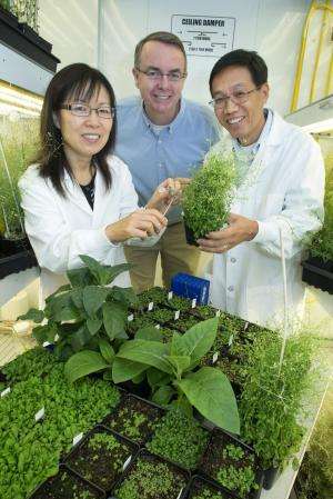 Researchers pump up oil accumulation in plant leaves