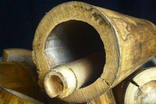 Researchers study bamboo for engineered building material