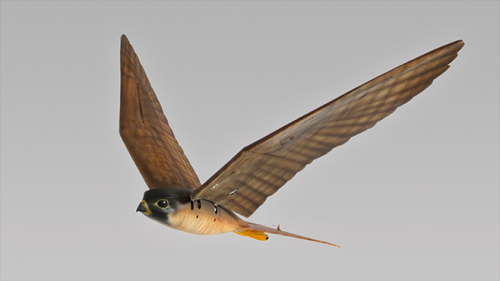 3D-printed robotic birds of prey are undergoing trials