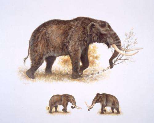 American mastodons made warm Arctic, subarctic temporary home 125,000 years ago