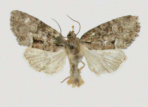 A new species of moth from the Appalachian Mountains named to honor the Cherokee Nation