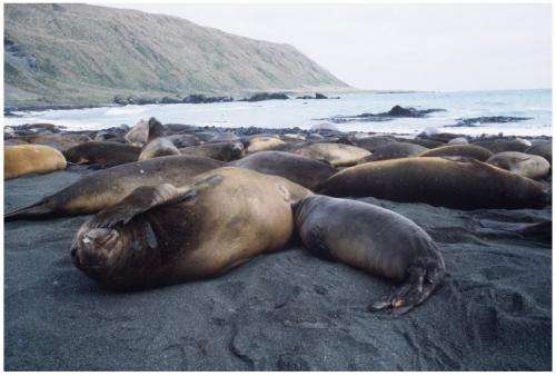 Young new mum elephant seals face greater danger from motherhood
