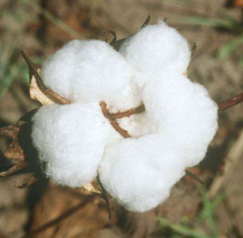Climate change: a promising future for cotton in Cameroon?
