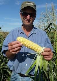 Collaboration yields new organic sweet corn variety