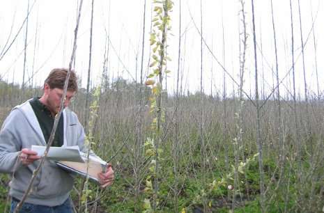 Discovery of a bud-break gene could lead to trees adapted for a changing climate