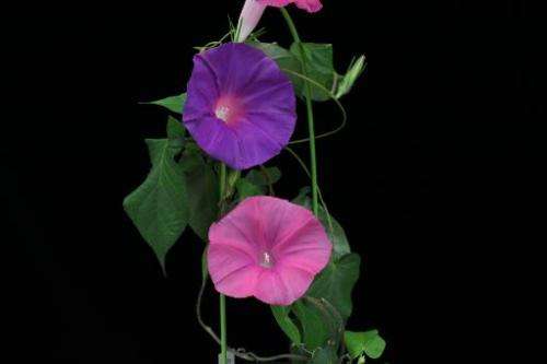 File photo of a morning glory plant where the flowers bloomed for 24 hours at a National Agriculture and Food Research Organizat