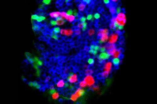 Gene discovery shows how stem cells can be activated to help immune system fight infection