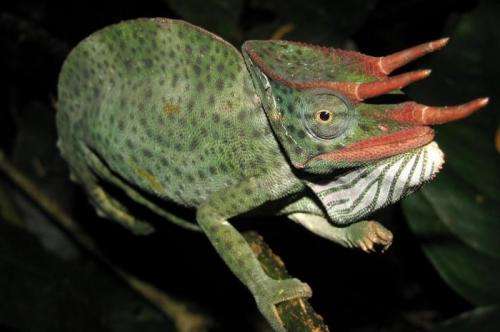 Habitat loss and fragmentation reduce chameleon population in Tanzania