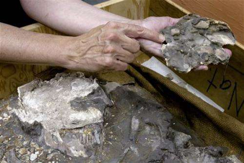 Museum rediscovers ancient skeleton in storage