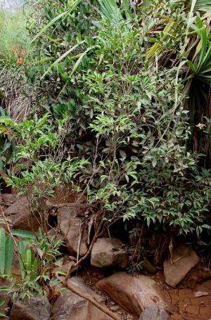 New species of metal-eating plant discovered in the Philippines