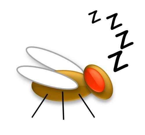 Penn researchers find link between sleep and immune function in fruit flies