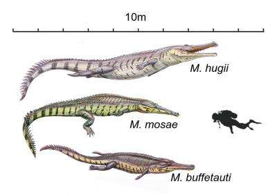 Prehistoric crocodiles' evolution mirrored in living species