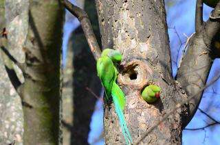 Researchers aim to understand impacts of invasive parrots