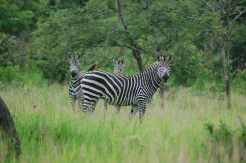 Scientists solve the riddle of zebras' stripes