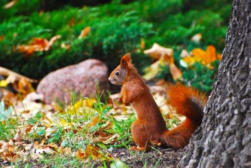 Study reveals new ways deadly squirrelpox is transmitted to red squirrels