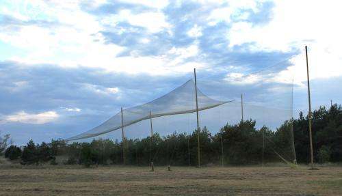 The world’s first bat net for migrating bats is launched in Latvia